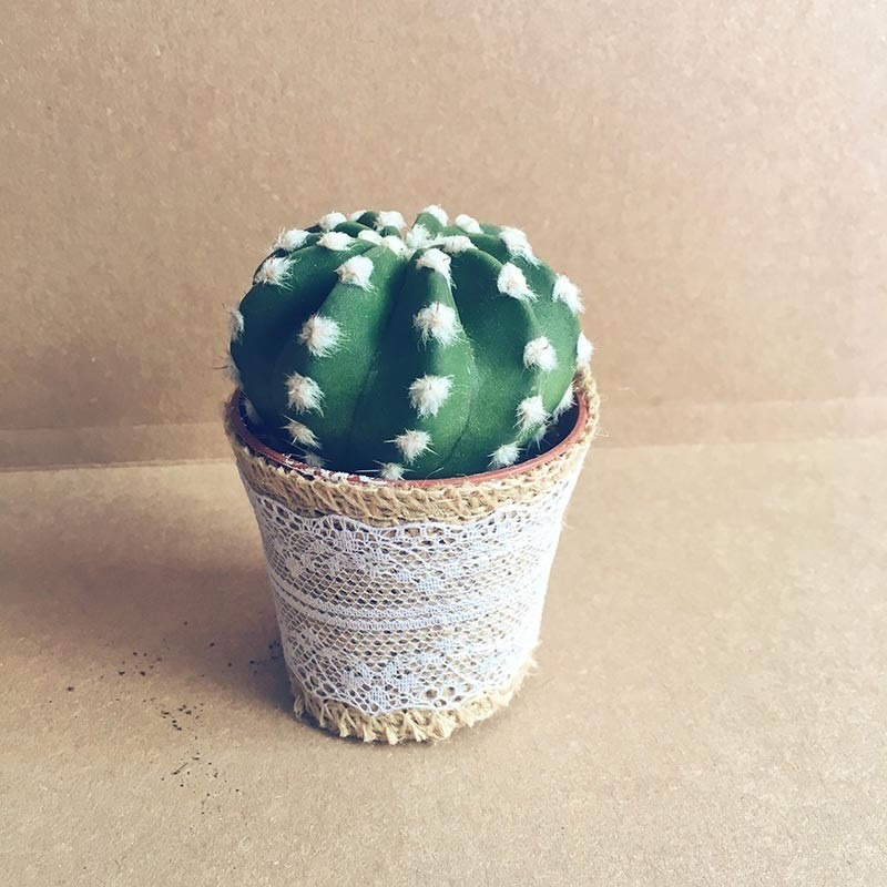 Mini Cactus detalle